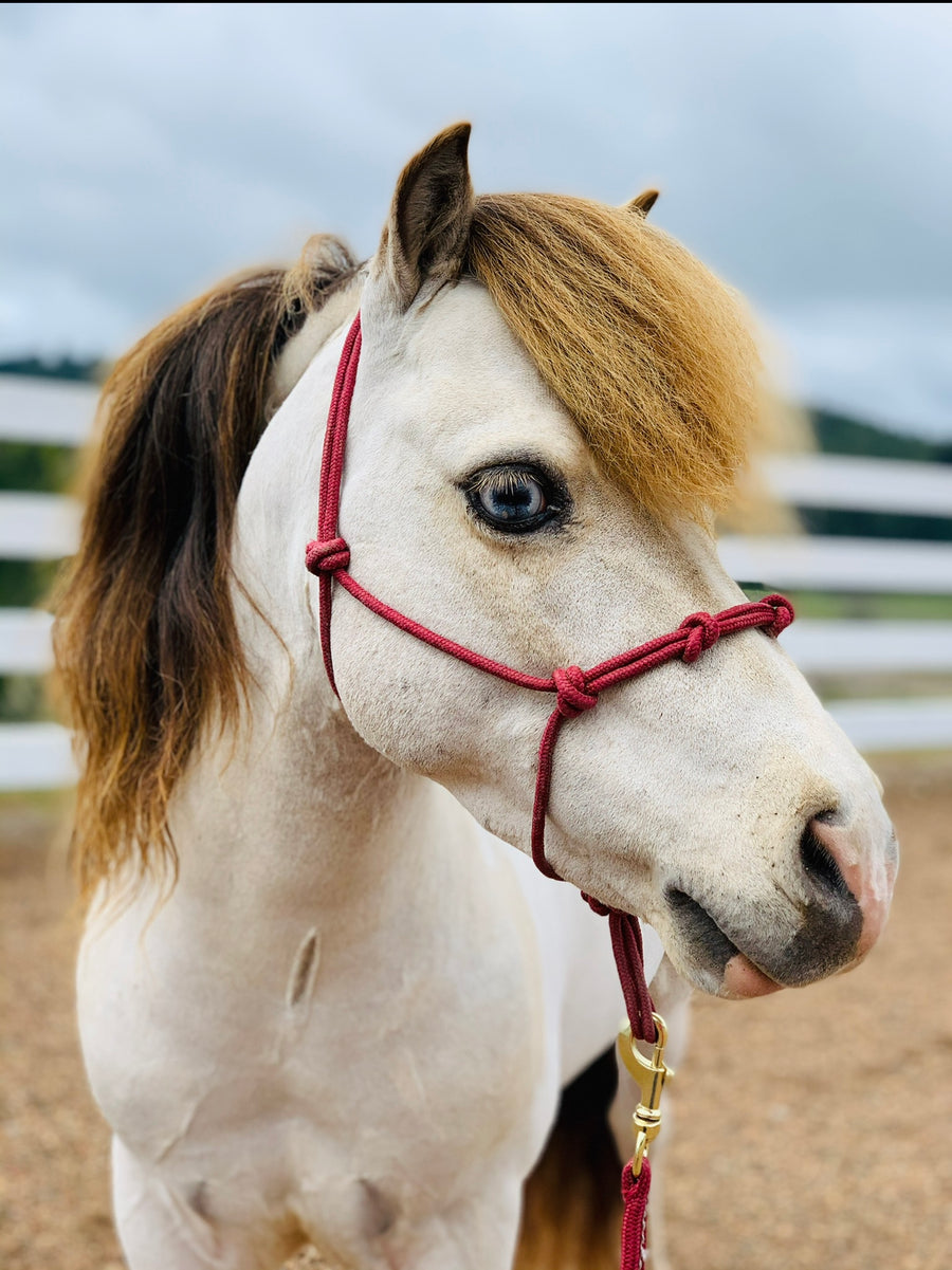 Mini-Pony 4 Knot Rope Halter - Star Point Horsemanship